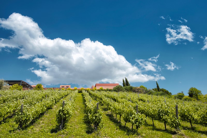 Wine tasting Tour in Nemea from Loutraki and Corinth